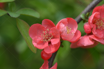 仅一朵花,红色,狮子,美,水平画幅,无人,干净,特写,花蕾,韩国