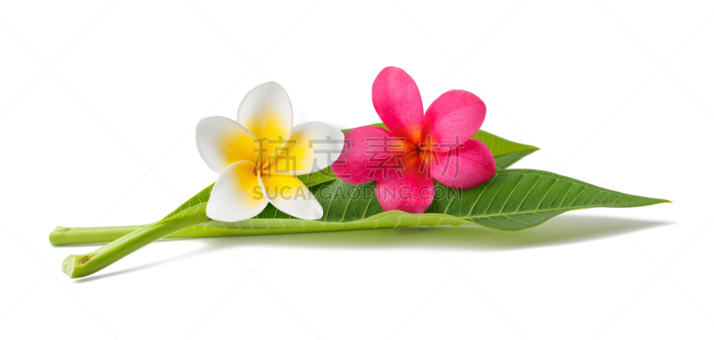 Red and white Frangipani