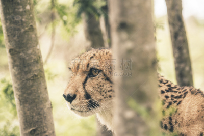 猎豹,特写,在之间,野生动物保护区,野生猫科动物,公园,褐色,水平画幅,动物身体部位,野外动物