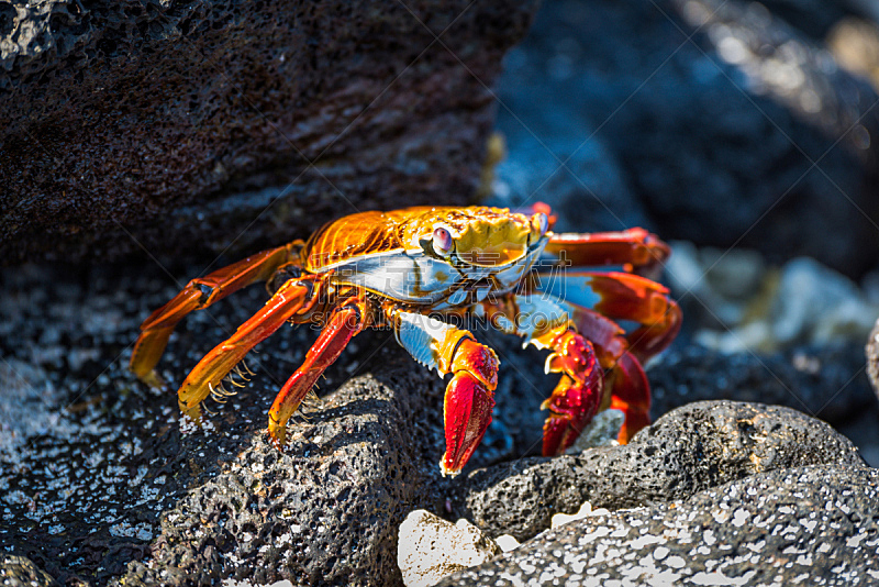 sally lightfoot crab,日光,岩石,成年的,自然,野生动物,旅游目的地,水平画幅,动物,加拉帕戈斯群岛
