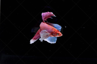 暹罗斗鱼,裸鳃亚目动物,金鱼,琵鹭,鹤嘴鸟,腹足动物,美,艺术,水平画幅,鸟类