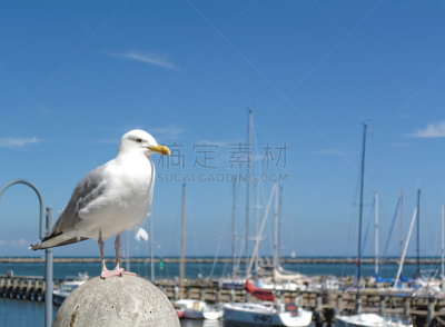 海鸥,水,天空,客船,水平画幅,海港,鸟类,夏天,户外,特写