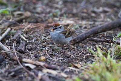 chipping sparrow,水平画幅,无人,鸟类,麻雀,北美歌雀,摄影