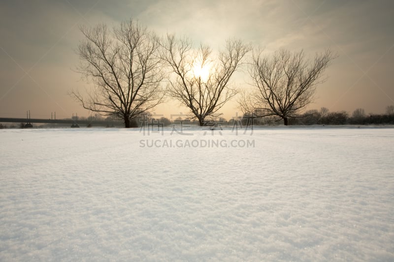 冬天,风景,海尔德兰,公园,水平画幅,雪,无人,户外,植物