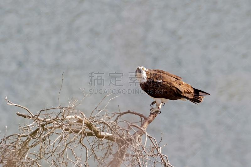 鸟类,洛杉矶县,户外,圣乐博山脉,鱼鹰,在下面,海鹰,食肉鸟,水平画幅,夜晚