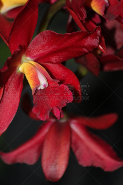 兰花,自然,垂直画幅,美国,雄蕊,无人,特写,单子叶植物,红色,植物