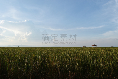 小路,田地,绿色,国内著名景点,风,热带气候,环境,云,泰国,环境保护