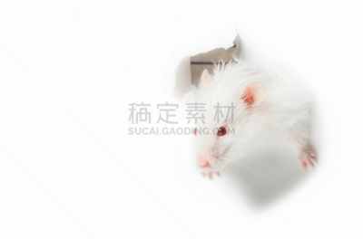 老鼠,白色,白色背景,动物头,美,捕鼠器,水平画幅,动物耳朵,动物身体部位,偏远的