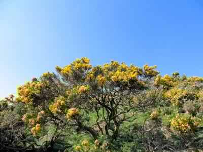 夏天,金雀花,卡马森湾,罗希力湾,斯旺西,英国国家信托基金,高尔半岛,格拉摩根郡,水平画幅,无人