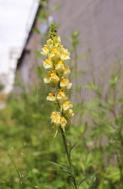 仅一朵花,小的,篱笆,黄色,自然,垂直画幅,无人,猎人李格林,2015年,夏天
