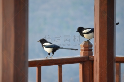 鸟类,自然,鹊,鹭管鱼,野生动物,小鸟球,自然美,动物,韩国,植物园