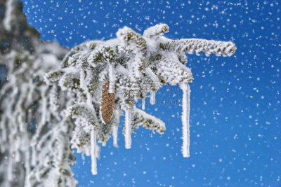 枝,松果,杉树,胚乳,裸子植物,天空,贺卡,水平画幅,雪