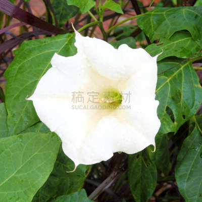 美国曼陀罗花,自然,angel's 喇叭,无人,方形画幅,白色,春天,植物,大特写,叶子