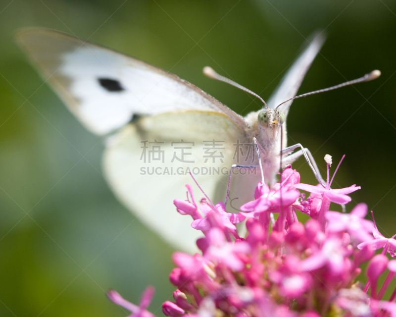 大白蝴蝶,自然美,水平画幅,蝴蝶,无人,夏天,自然,害虫,动物,英国