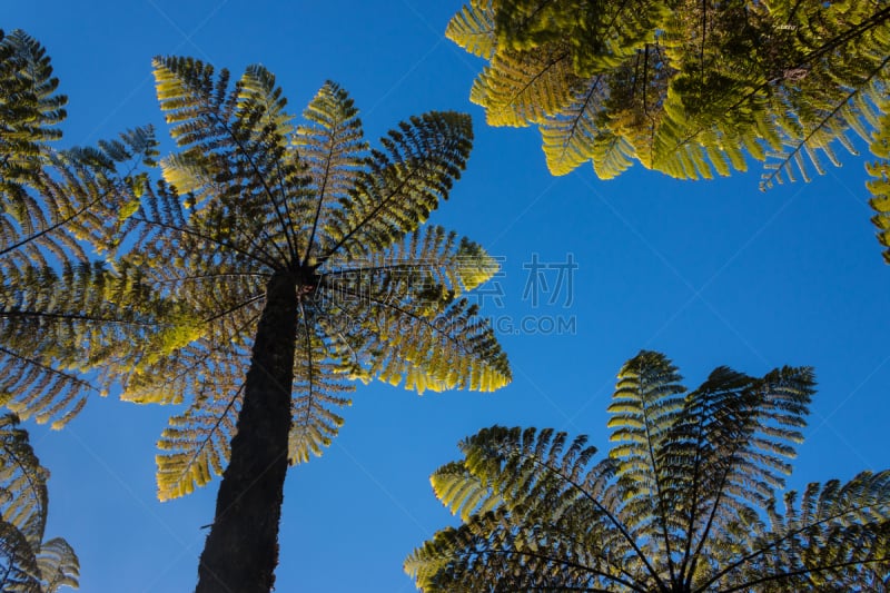 gigantic ferns growing in rainforest