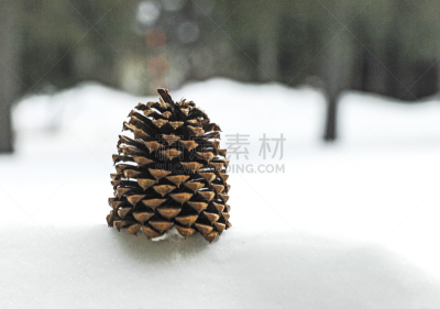 松果,格子凹凸,褐色,水平画幅,纹理效果,雪,无人,圣诞树,户外