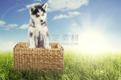 西伯利亚哈士奇犬,篮子,田地,天空,水平画幅,柳条,动物身体部位,夏天,户外,草