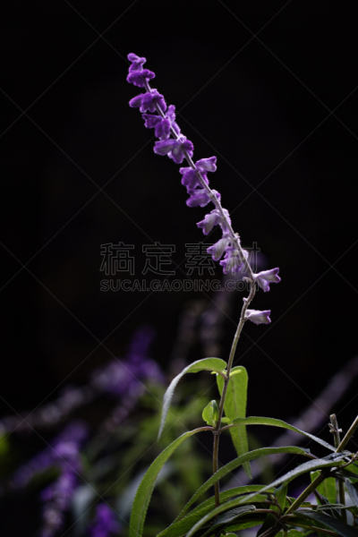 灌木,特写,鼠尾草花,墨西哥人,墨西哥灌木草,鼠尾草,垂直画幅,选择对焦,芳香的,无人