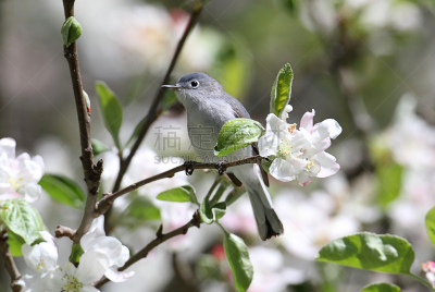 灰翼莺,青绿色,花朵,灰色,自然,Creeping Bluet,野生动物,水平画幅,无人,花