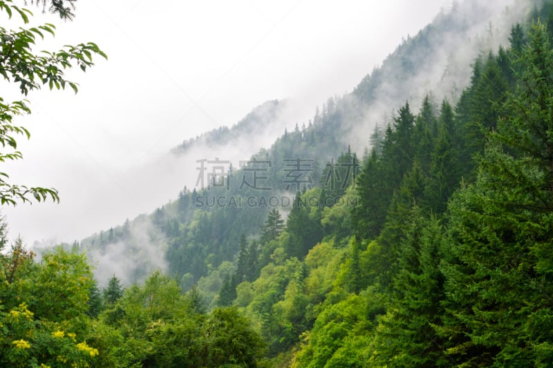 松树,森林,长春花属,天空,美,水平画幅,山,无人,户外,烟