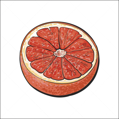 粉柚,绘画插图,矢量,橙色,熟的,红色,草图,一半的,柠檬酸,葡萄柚