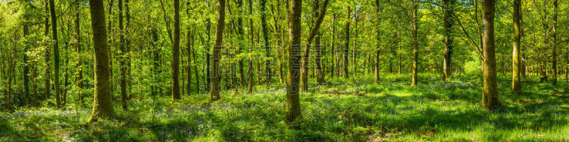 林间空地,灌木,绿色,全景,野花,春天,森林,宁静,forest of dean,灌木林