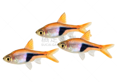 水族馆,鱼类,丑角,淡水鱼,昆虫群,水,络腮胡子,水平画幅,特写,淡水