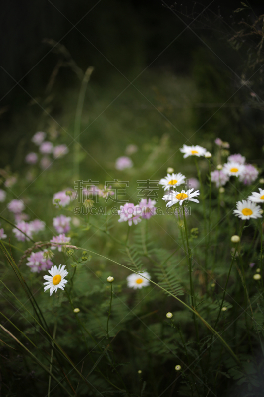 紫色,雏菊,小寇花,垂直画幅,美,无人,夏天,户外,特写,白色