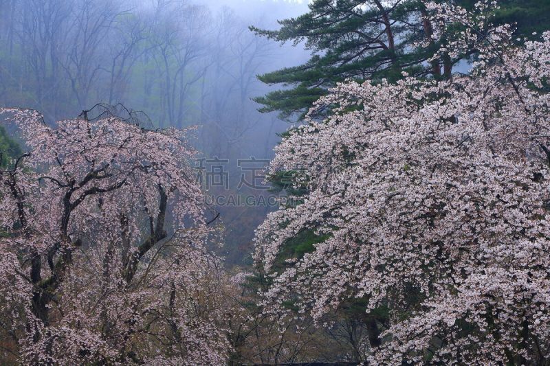 春天,秋田县,樱花,自然,传统,鲜花盛开,仙北市,城镇景观,风景,田泽湖