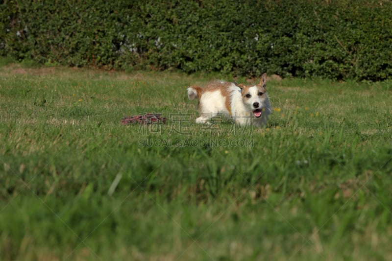 杰克拉瑟短腿犬,福克斯猎狐犬,猎犬,径赛项目,体育比赛,纯种犬,水平画幅,嬉戏的,梗犬,哈巴狗