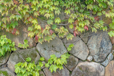 常春藤,石墙,传统,旅途,复古风格,枝繁叶茂,仓敷,著名景点,古典式,有蔓植物