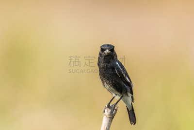 水平画幅,无人,鸟类,极乐鸟,京燕,摄影