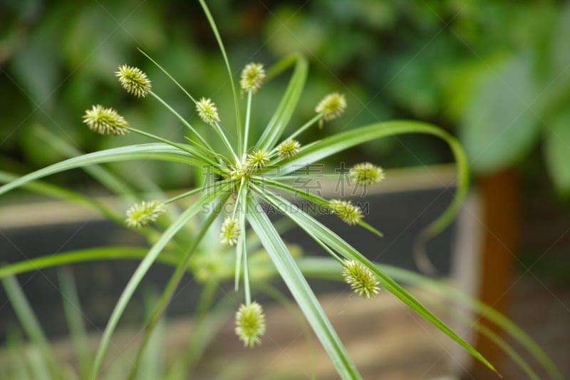 特写,植物,纸莎草,绿色,看风景,水平画幅,枝繁叶茂,无人,埃及,户外