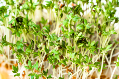 沙拉,健康食物,蔬菜,清新,秧苗,绿色,概念,波兰,西兰花,草甸碎米荠
