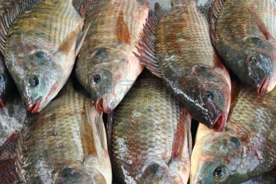 罗非鱼,鱼类,淡水鱼,饮食,灰色,水平画幅,巨大的,生食,海产,组物体