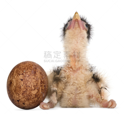 鸡蛋,白色背景,小鸟,前面,钟面,过时的,数字12,南,留白,水平画幅