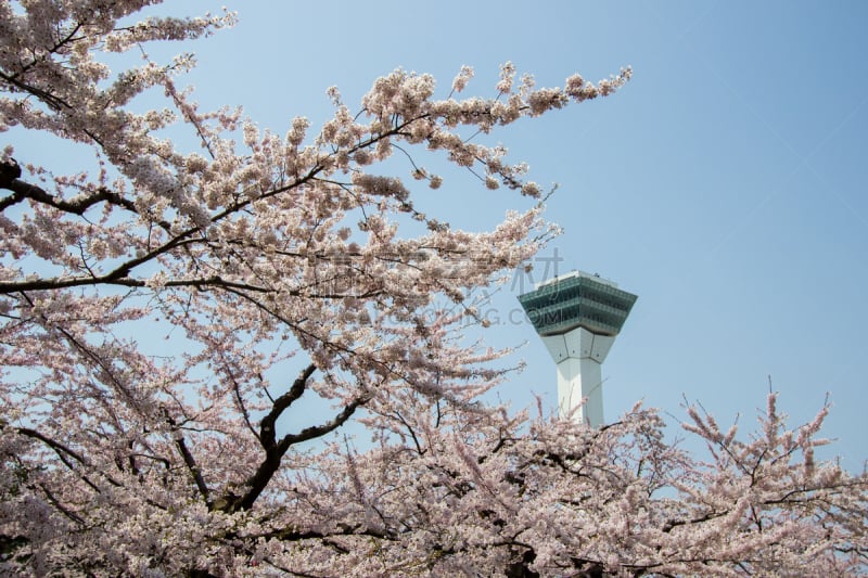 春天,日本,樱花,五棱郭,函馆,北海道,塔,2018,四月,充满的