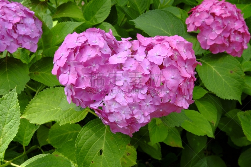 八仙花属,京都府,日本,心型,宇治河,雨季,美,水平画幅,无人,夏天