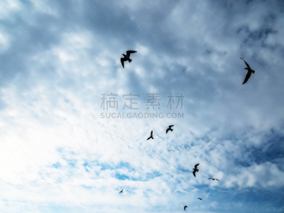天空,鸟类,纤细的,风,臭氧层,水平画幅,纹理效果,易接近性,无人,夏天