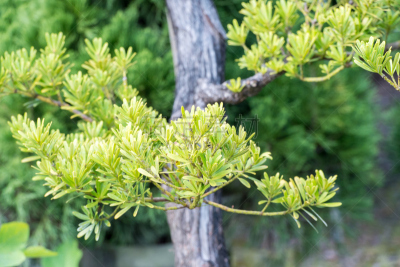 罗汉松,水平画幅,无人,户外,特写,明亮,白色,植物,常绿树,中国