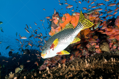 鸡仔鱼,深的,印度尼西亚,库莫度,丝鳍拟花鮨,indopacific ocean,硬珊瑚,在下面,水,水平画幅