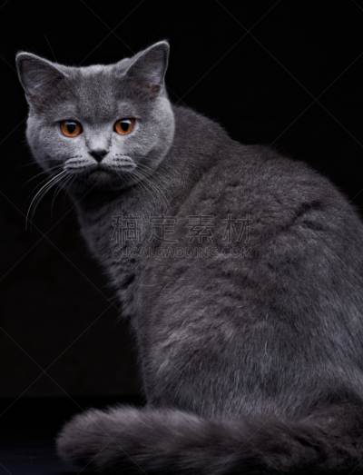 猫,垂直画幅,小的,可爱的,家畜,幼小动物,自然美,宠物,动物,格鲁曼f-14