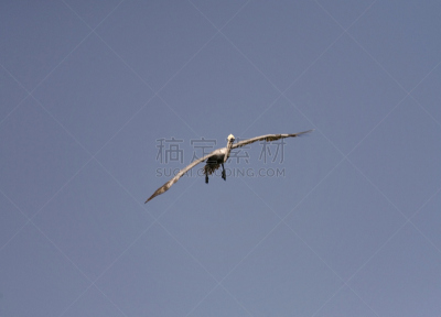 棕色鹈鹕,black stork,白鹳,蹼足,琵鹭,鹤嘴鸟,信天翁,波多黎各,鹈鹕,鹳
