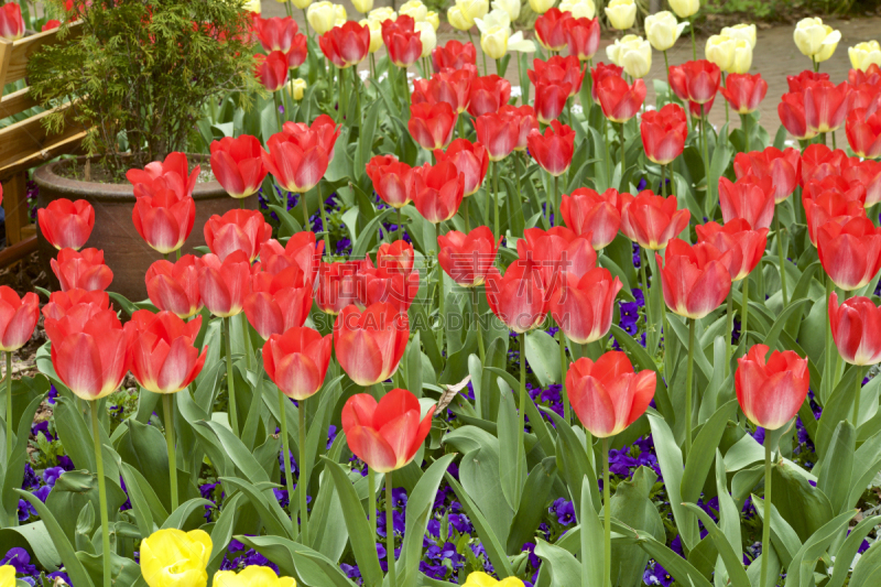 Red tulip in garden