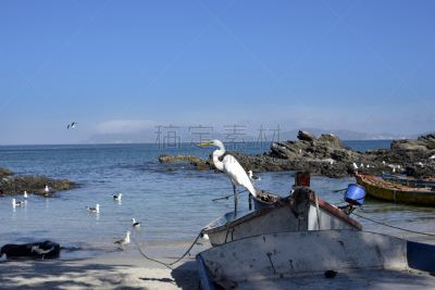 海伦岛,船,海滩,圣路卢卡斯,沙河,自然,野生动物,水平画幅,蓝色,鸟类