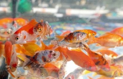 水族馆,大群动物,金鱼,平衡折角灯,宠物,人工饲养动物,图像,海洋,商店,动物身体部位