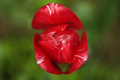 郁金香,水平画幅,无人,艺术品,草,明亮,花束,明信片,背面视角,植物学