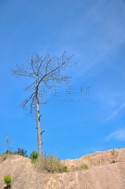 大叻,松树,越南,湖,寂寞,干的,城市,向芳,安静,长的