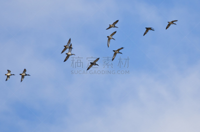 云,羊群,美国,欧洲野鸭,自然,褐色,野生动物,野鸭,水平画幅,蓝色