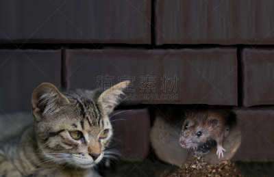 洞,猫,等,鼠,可爱的,风险,捕鼠器,耗子洞,灰色,哺乳纲